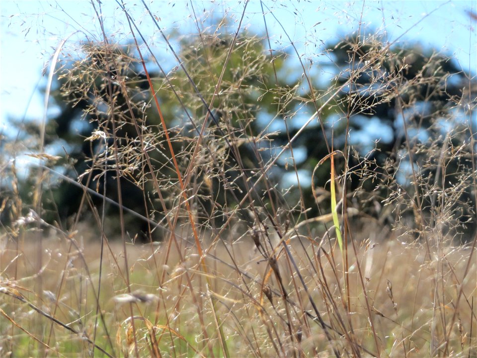 Silbergras (Corynephorus canescens) am Rand vom Naturschutzgebiet Gewann Frankreich-Wiesental - um diese Jahreszeit nicht mehr so charakteristisch weiß schimmernd - in diesem Gebiet einer der größten 