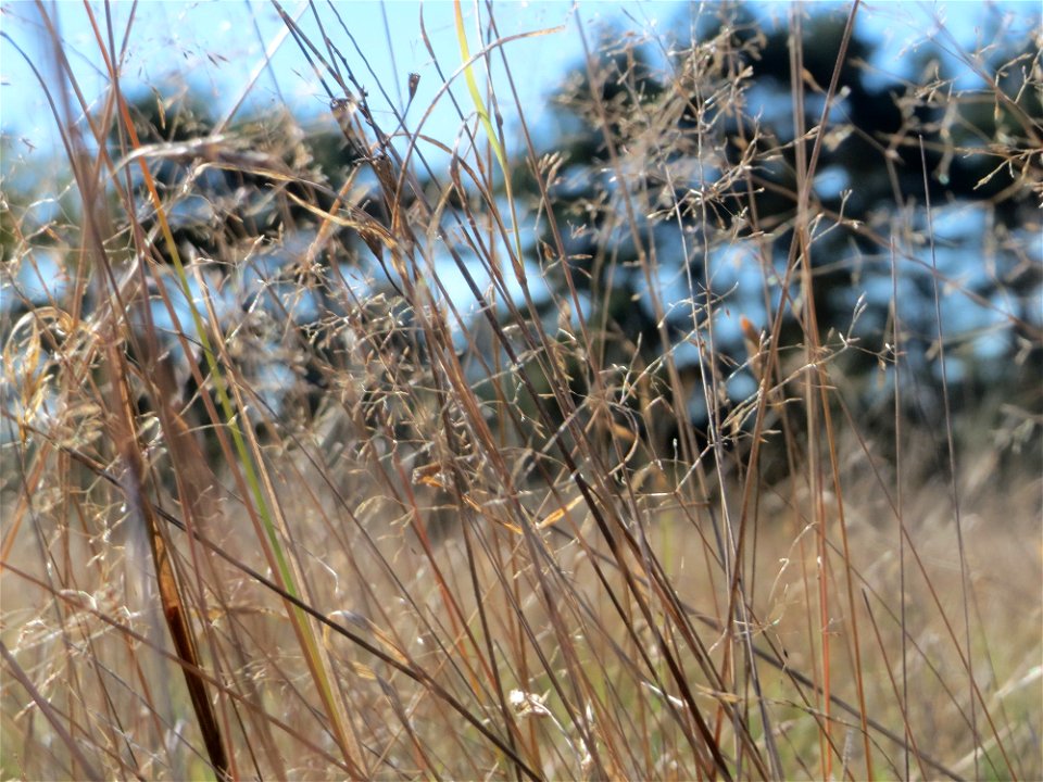 Silbergras (Corynephorus canescens) am Rand vom Naturschutzgebiet Gewann Frankreich-Wiesental - um diese Jahreszeit nicht mehr so charakteristisch silbrig-weiß schimmernd - in diesem Gebiet einer der 