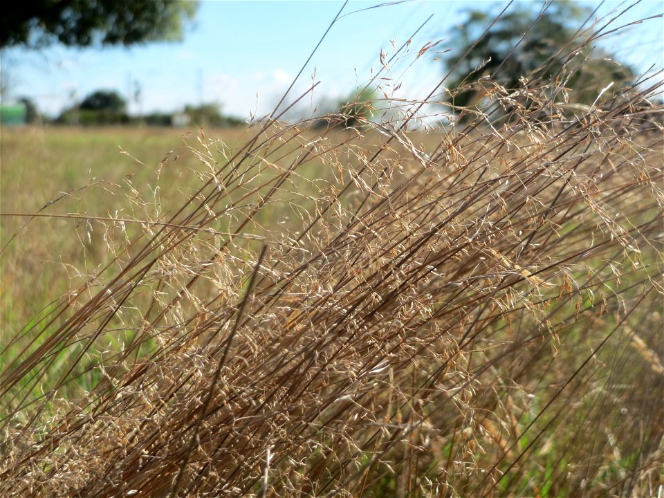 Silbergras (Corynephorus canescens) am Rand vom Naturschutzgebiet Gewann Frankreich-Wiesental - um diese Jahreszeit nicht mehr so charakteristisch silbrig-weiß schimmernd - in diesem Gebiet einer der 