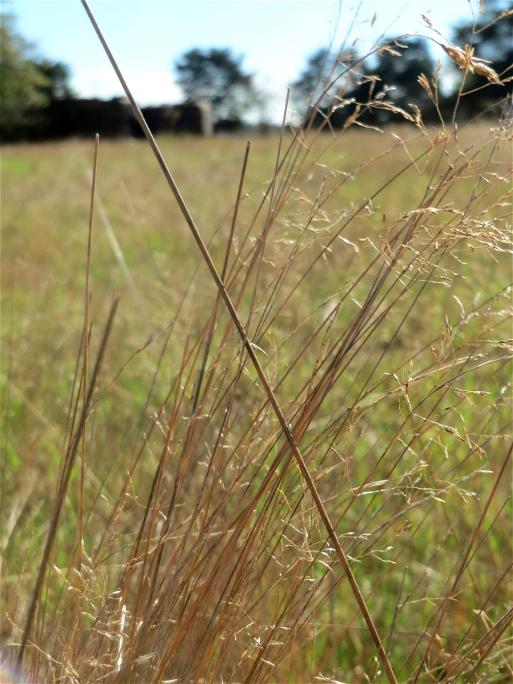 Silbergras (Corynephorus canescens) am Rand vom Naturschutzgebiet Gewann Frankreich-Wiesental - um diese Jahreszeit nicht mehr so charakteristisch silbrig-weiß schimmernd - in diesem Gebiet einer der 