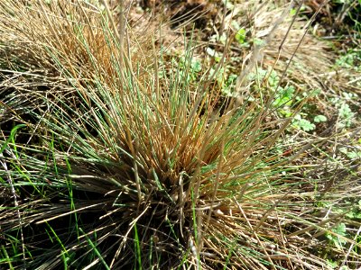 Silbergras (Corynephorus canescens) am Rand vom Naturschutzgebiet Gewann Frankreich-Wiesental - in diesem Gebiet einer der größten Bestände in der Region