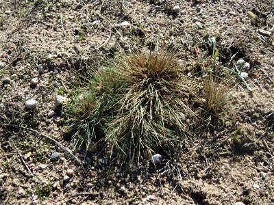 Silbergras (Corynephorus canescens) am Rand vom Naturschutzgebiet Gewann Frankreich-Wiesental - in diesem Gebiet einer der größten Bestände in der Region