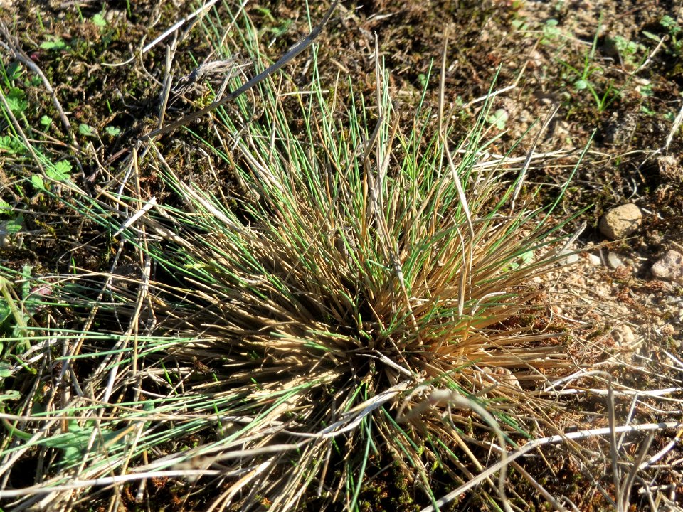 Silbergras (Corynephorus canescens) am Rand vom Naturschutzgebiet Gewann Frankreich-Wiesental - in diesem Gebiet einer der größten Bestände in der Region