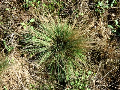 Silbergras (Corynephorus canescens) am Rand vom Naturschutzgebiet Gewann Frankreich-Wiesental - in diesem Gebiet einer der größten Bestände in der Region