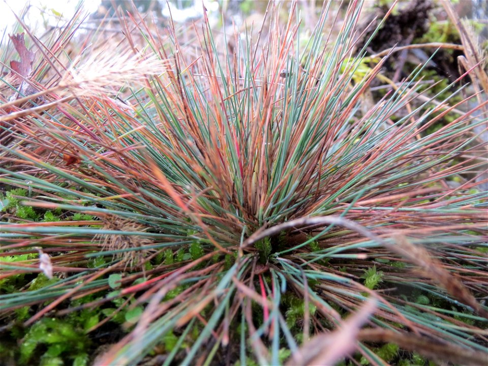 Silbergras (Corynephorus canescens) im Naturschutzgebiet Hirschacker und Dossenwald