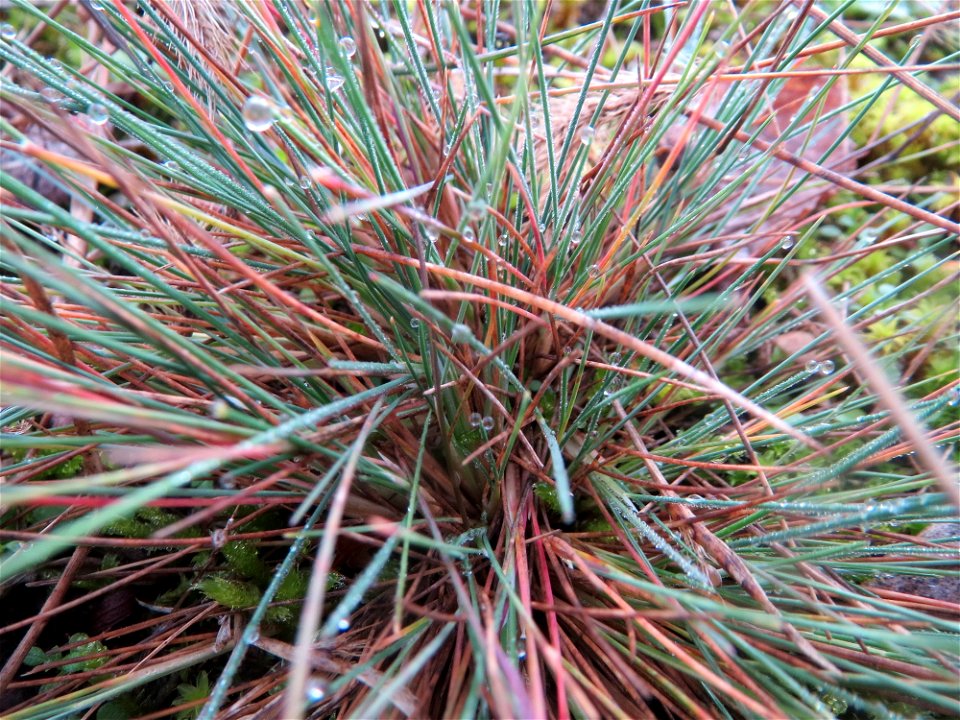 Silbergras (Corynephorus canescens) im Naturschutzgebiet Hirschacker und Dossenwald
