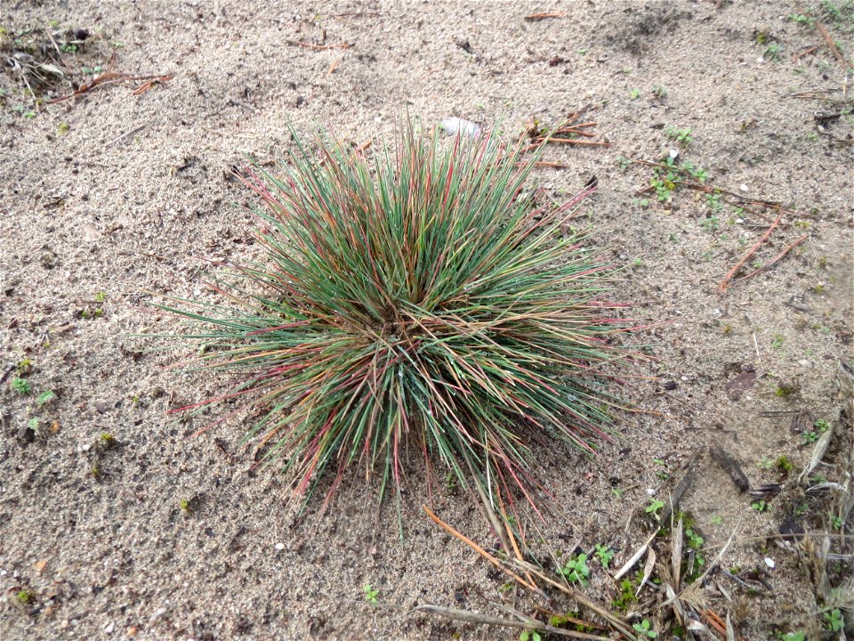 Silbergras (Corynephorus canescens) im Naturschutzgebiet Hirschacker und Dossenwald