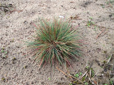 Silbergras (Corynephorus canescens) im Naturschutzgebiet Hirschacker und Dossenwald