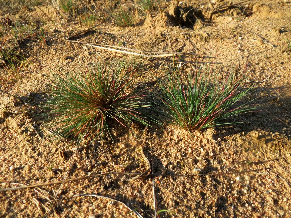 Silbergras (Corynephorus canescens) im Naturschutzgebiet Zugmantel-Bandholz