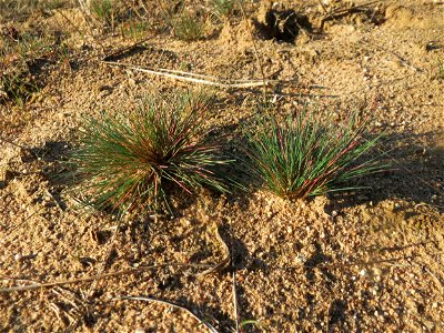 Silbergras (Corynephorus canescens) im Naturschutzgebiet Zugmantel-Bandholz