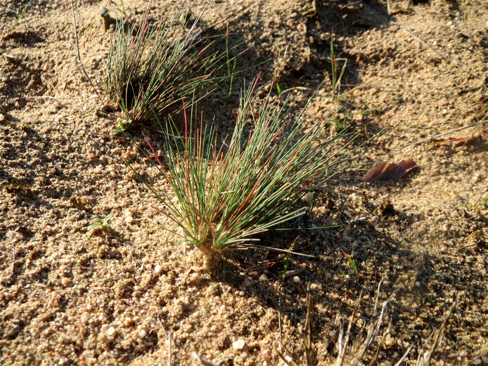 Silbergras (Corynephorus canescens) im Naturschutzgebiet Zugmantel-Bandholz