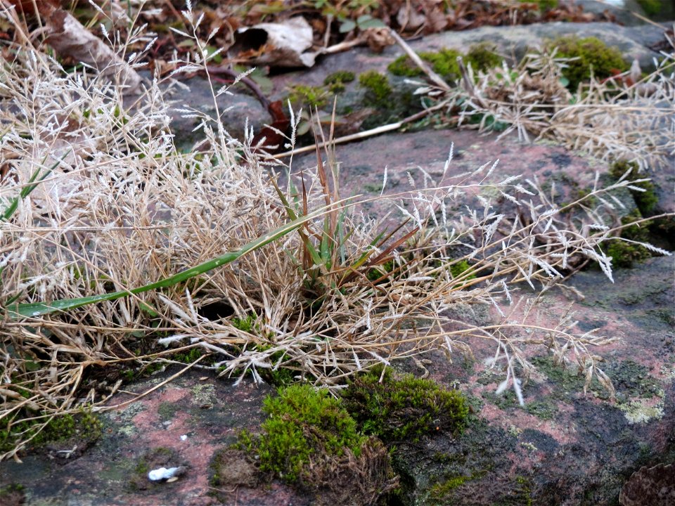 Silbergras (Corynephorus canescens) auf den Steinplatten vom Rheinufer beim Berghäuser Altrhein bei Speyer - dieses seltene Gras kommt nur an Extremstandorten vor, wie sie die Steinplatten am Rhein bi
