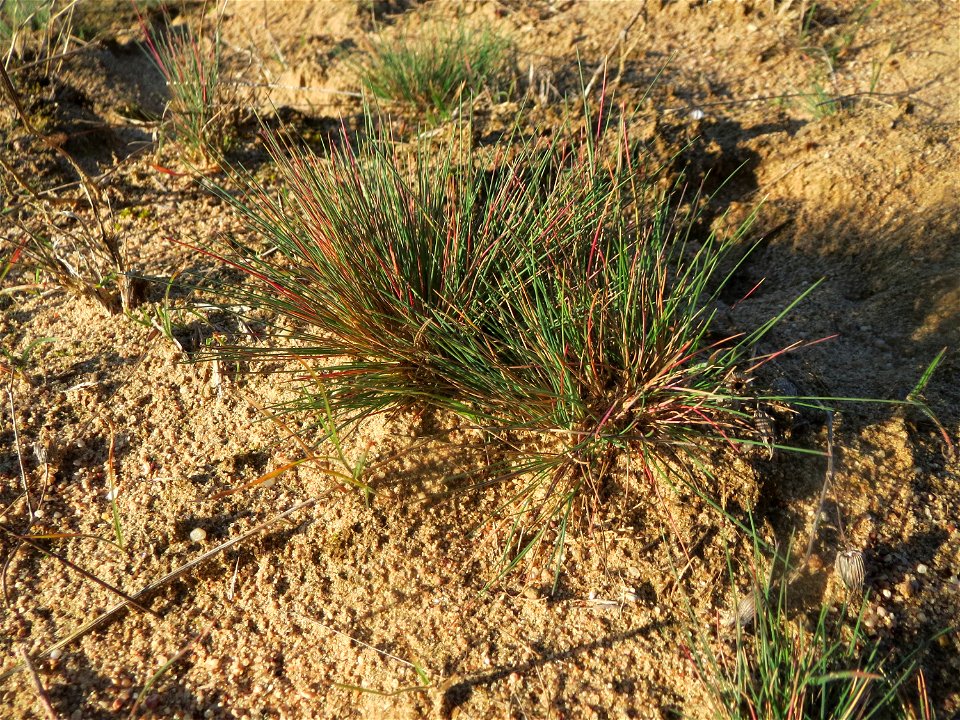 Silbergras (Corynephorus canescens) im Naturschutzgebiet Zugmantel-Bandholz