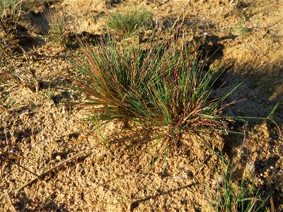 Silbergras (Corynephorus canescens) im Naturschutzgebiet Zugmantel-Bandholz