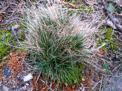 Silbergras (Corynephorus canescens) auf den Steinplatten vom Rheinufer beim Berghäuser Altrhein bei Speyer - dieses seltene Gras kommt nur an Extremstandorten vor, wie sie die Steinplatten am Rhein bi