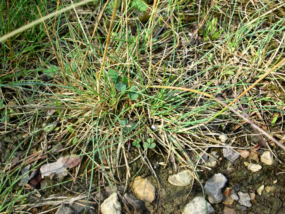 Silbergras (Corynephorus canescens) auf einer Wiesenfläche in der Schwetzinger Hardt