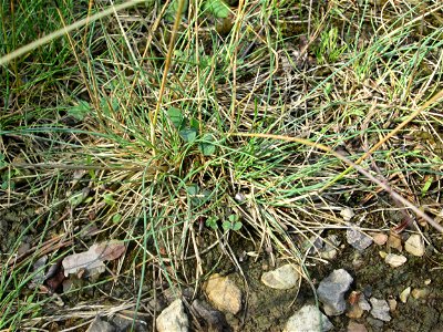 Silbergras (Corynephorus canescens) auf einer Wiesenfläche in der Schwetzinger Hardt