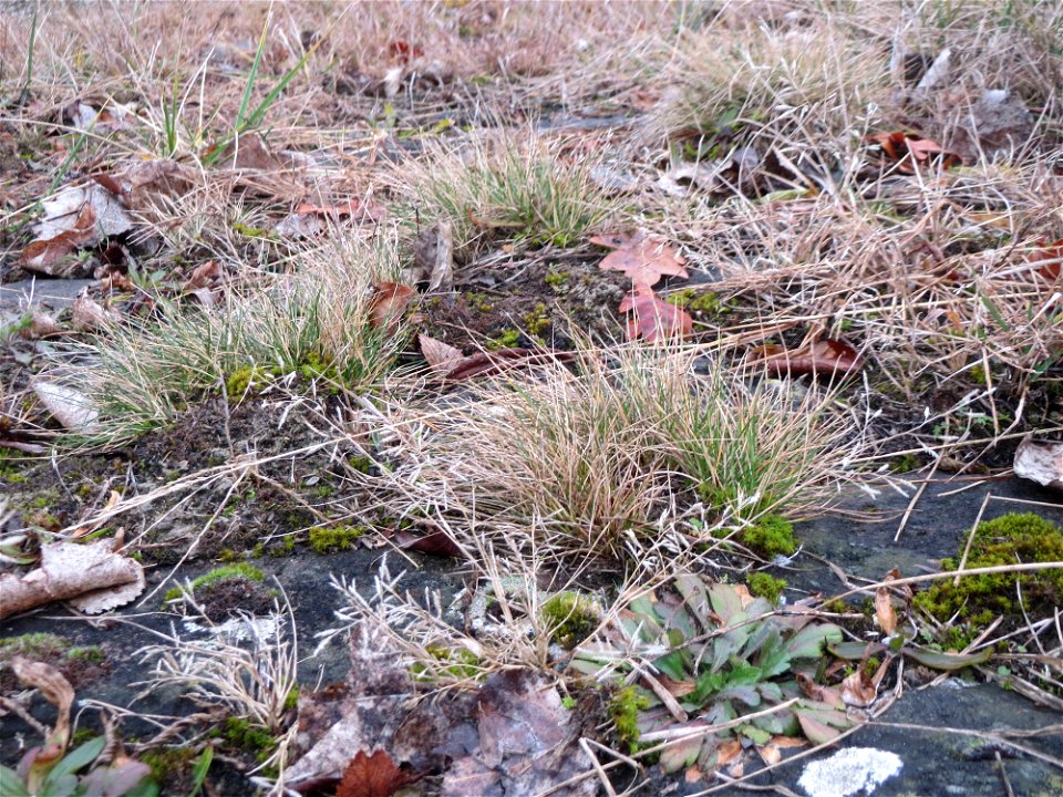 Silbergras (Corynephorus canescens) auf den Steinplatten vom Rheinufer beim Berghäuser Altrhein bei Speyer - dieses seltene Gras kommt nur an Extremstandorten vor, wie sie die Steinplatten am Rhein bi
