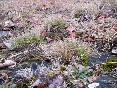 Silbergras (Corynephorus canescens) auf den Steinplatten vom Rheinufer beim Berghäuser Altrhein bei Speyer - dieses seltene Gras kommt nur an Extremstandorten vor, wie sie die Steinplatten am Rhein bi