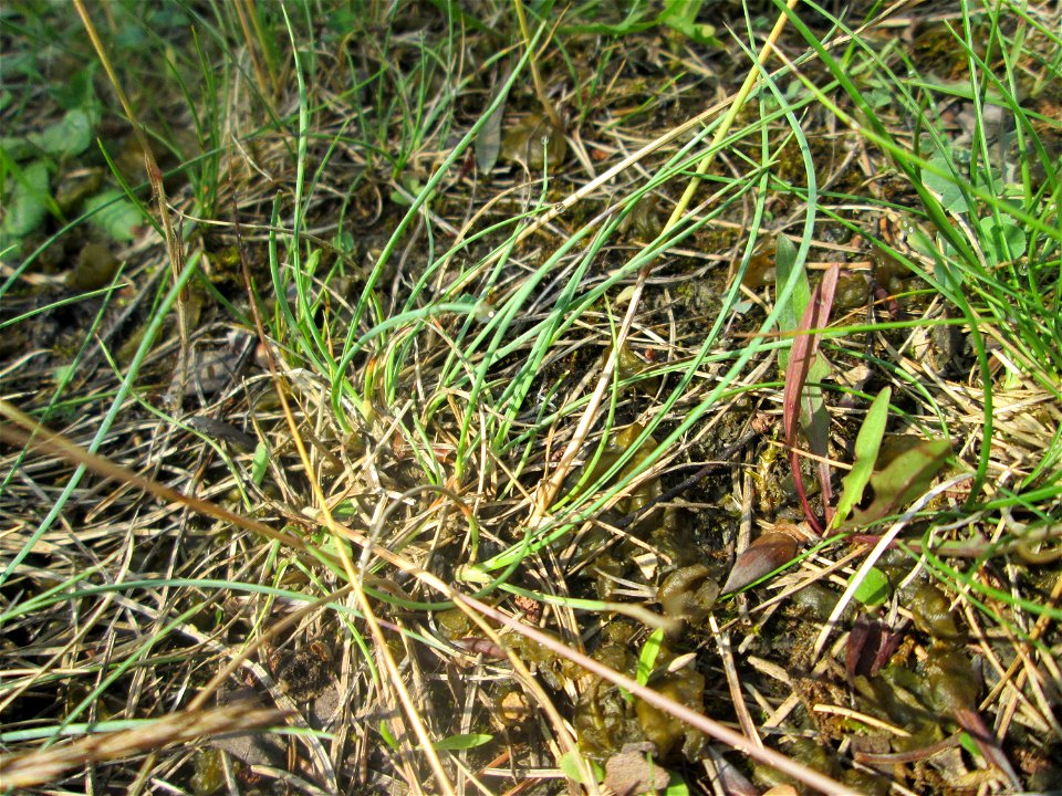 Silbergras (Corynephorus canescens) auf einer Wiesenfläche in der Schwetzinger Hardt
