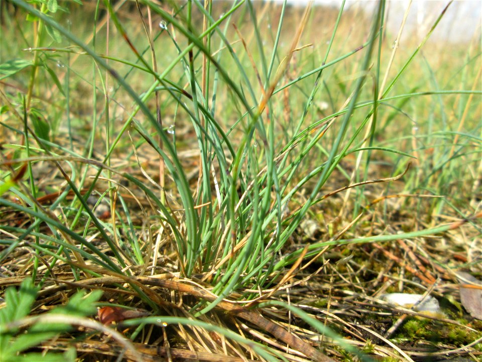 Silbergras (Corynephorus canescens) auf einer Wiesenfläche in der Schwetzinger Hardt