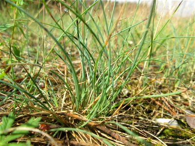 Silbergras (Corynephorus canescens) auf einer Wiesenfläche in der Schwetzinger Hardt