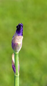 Nature spring blossom