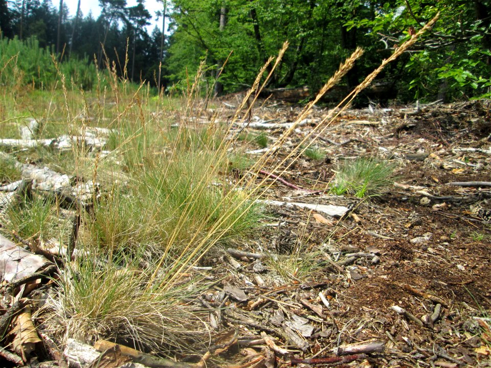 Silbergras (Corynephorus canescens) auf einer Waldbrache in der Schwetzinger Hardt