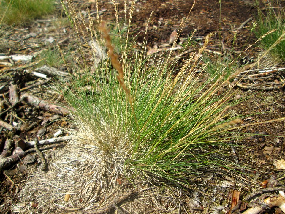 Silbergras (Corynephorus canescens) auf einer Waldbrache in der Schwetzinger Hardt
