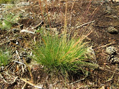 Silbergras (Corynephorus canescens) auf einer Waldbrache in der Schwetzinger Hardt