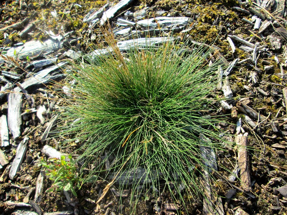 Silbergras (Corynephorus canescens) in der Schwetzinger Hardt