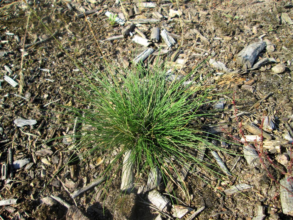 Silbergras (Corynephorus canescens) in der Schwetzinger Hardt