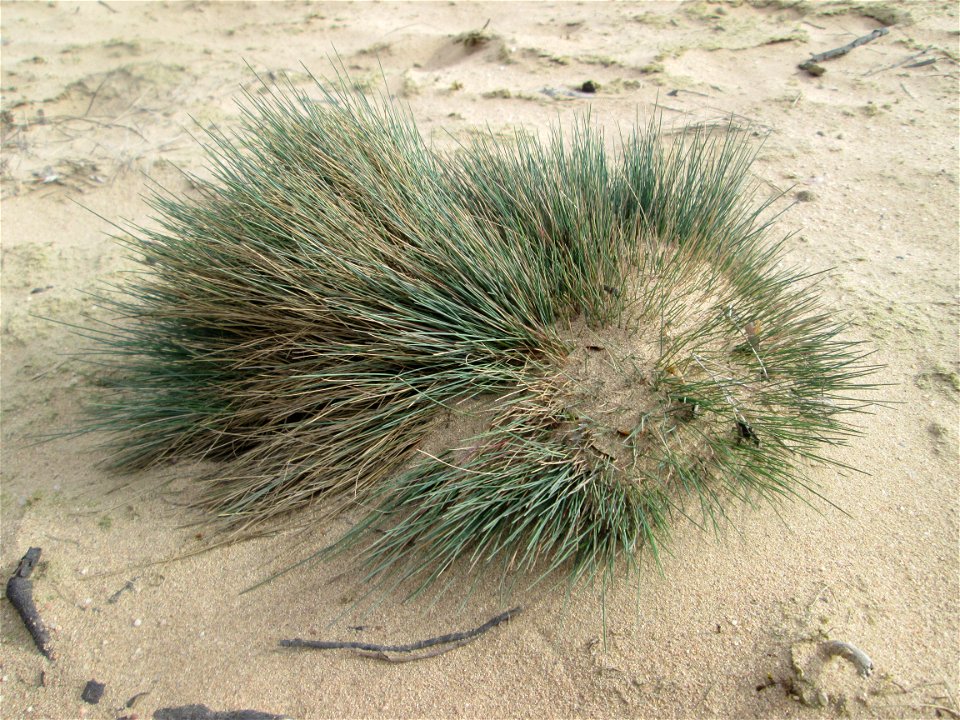 Silbergras (Corynephorus canescens) auf einer freigelegten Dünenkuppe im Gewann Sternbuckel in der Schwetzinger Hardt