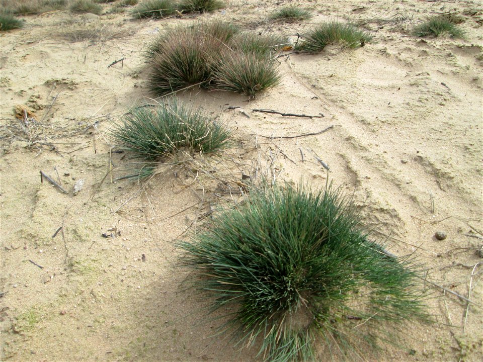 Silbergras (Corynephorus canescens) auf einer freigelegten Dünenkuppe im Gewann Sternbuckel in der Schwetzinger Hardt