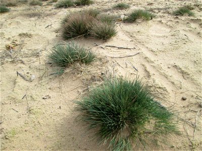 Silbergras (Corynephorus canescens) auf einer freigelegten Dünenkuppe im Gewann Sternbuckel in der Schwetzinger Hardt