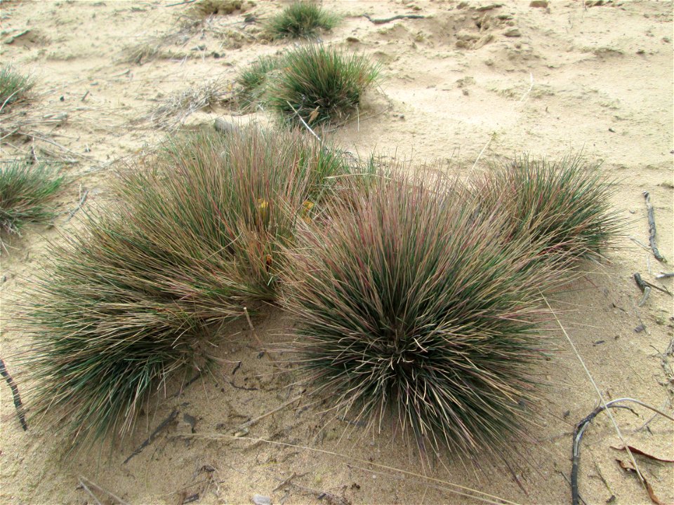Silbergras (Corynephorus canescens) auf einer freigelegten Dünenkuppe im Gewann Sternbuckel in der Schwetzinger Hardt