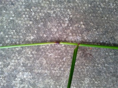 giant fescue node
