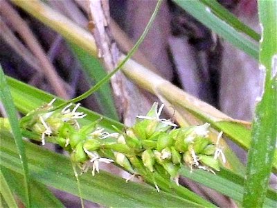 Carex panicea fruits — in Sierra Madrona habitat, Castile-La Mancha, Spain.