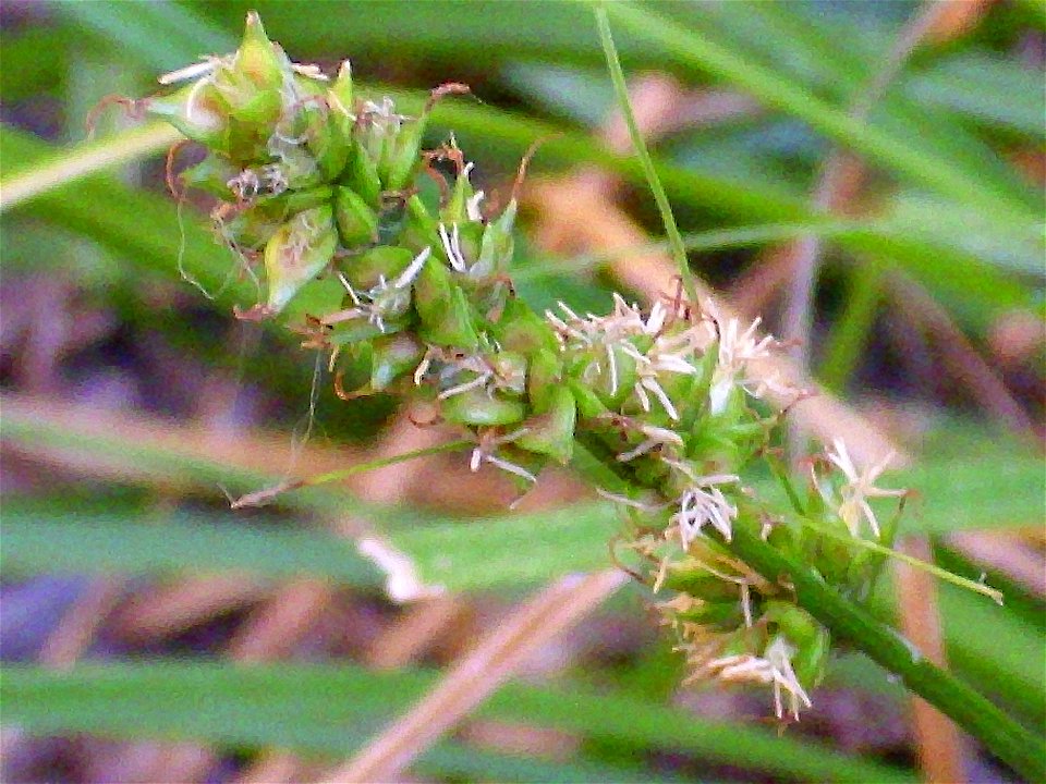 Carex panicea flowers and fruits — in Sierra Madrona habitat, Castile-La Mancha, Spain.