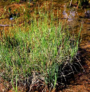 Young flowering plant Carex panicea from the Botanical Gardens of Charles University, Prague, Czech Republic