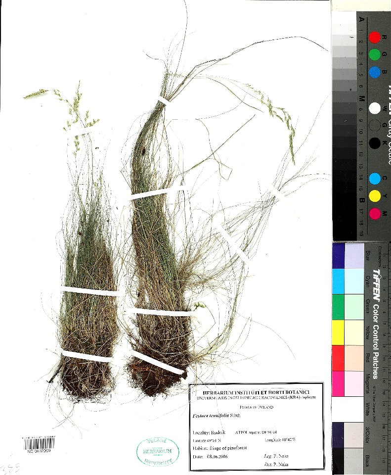 Festuca_filiformis