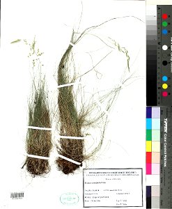 Festuca_filiformis