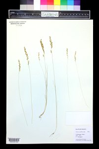 Festuca_filiformis