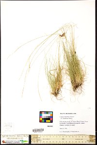 Festuca_filiformis