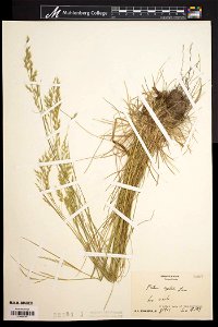 Festuca_filiformis