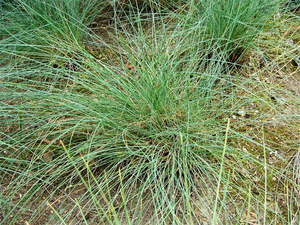 Festuca filiformis