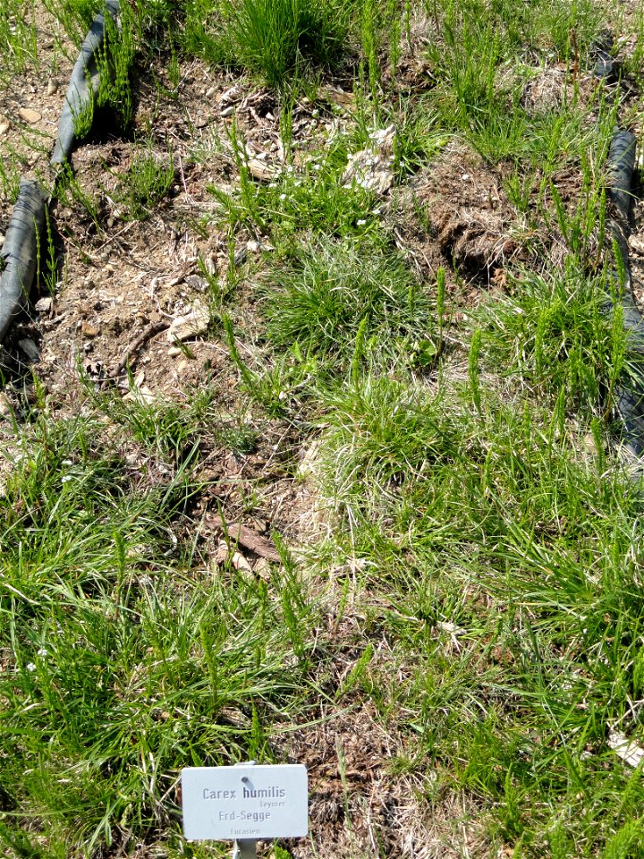 Carex humilis specimen in the Botanischer Garten München-Nymphenburg, Munich, Germany.