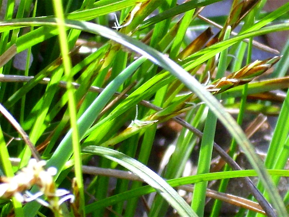 Carex humilis spikes closeup — in Sierra Madrona habitat, Castile-La Mancha, Spain.