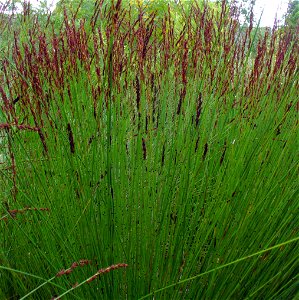 Chondropetalum_tectorum