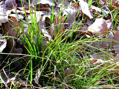 Carex humilis habit, Sierra Madrona, Spain